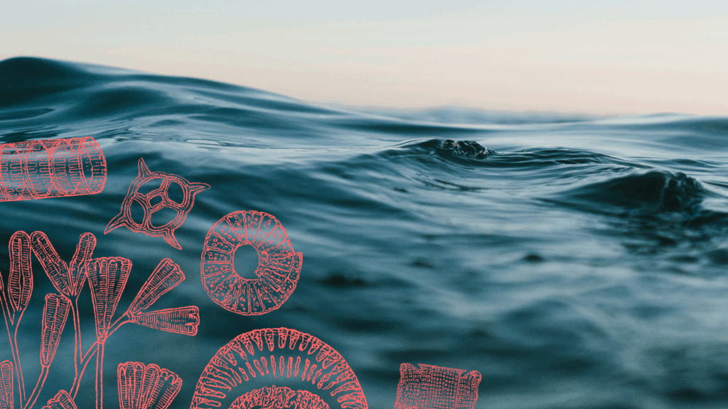 News: Oceanry and the University of Las Palmas de Gran Canaria announce collaboration on ocean-based carbon sequestration research